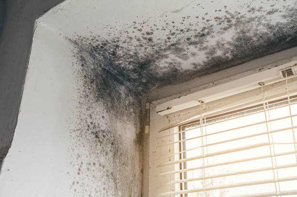Affordable Basement Mold Removal solutions in Fruitport, MI