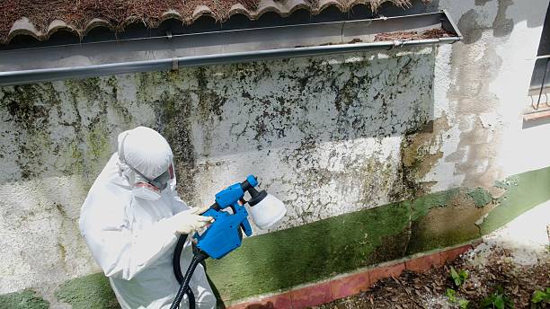 Trusted Mold Removal service in Fruitport, MI - Cheap Mold Removal